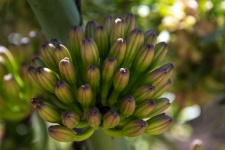 Agave Flower Bud Cluster Photograph