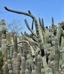 Photograph Of Cacti