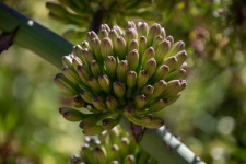 Agave Flower Bud Cluster Photograph