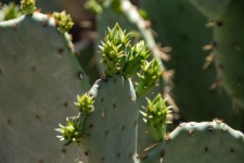 Prickly Pear Buds Photograph