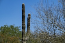 Saguaro Cactus Photograph