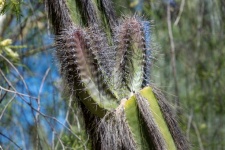 Old Man Cactus Photograph