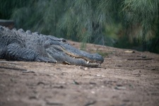 Crocodile Photograph