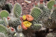 Prickly Pear Blooming Cactus