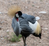 Grey Crowned Crane Photograph