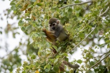 Squirrel Monkey Photograph