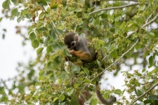 Squirrel Monkey Photograph