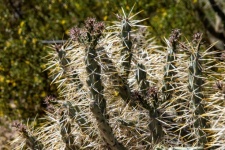 Photo Of A Thorny Cactus