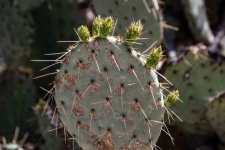 Opunitia Azurea Cactus Photograph