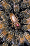 Inside The Bee Hive