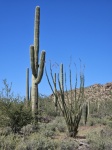 Saguaro And Ocotillo Cactus