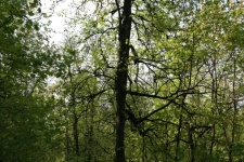 Tall Tree In Wooded Area In Moscow