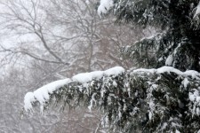 Evergreen Tree With Snow