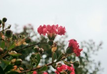 Pink Pride Of India Flower
