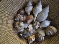 Shells In A Basket