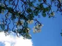 White Jakaranda Flowering