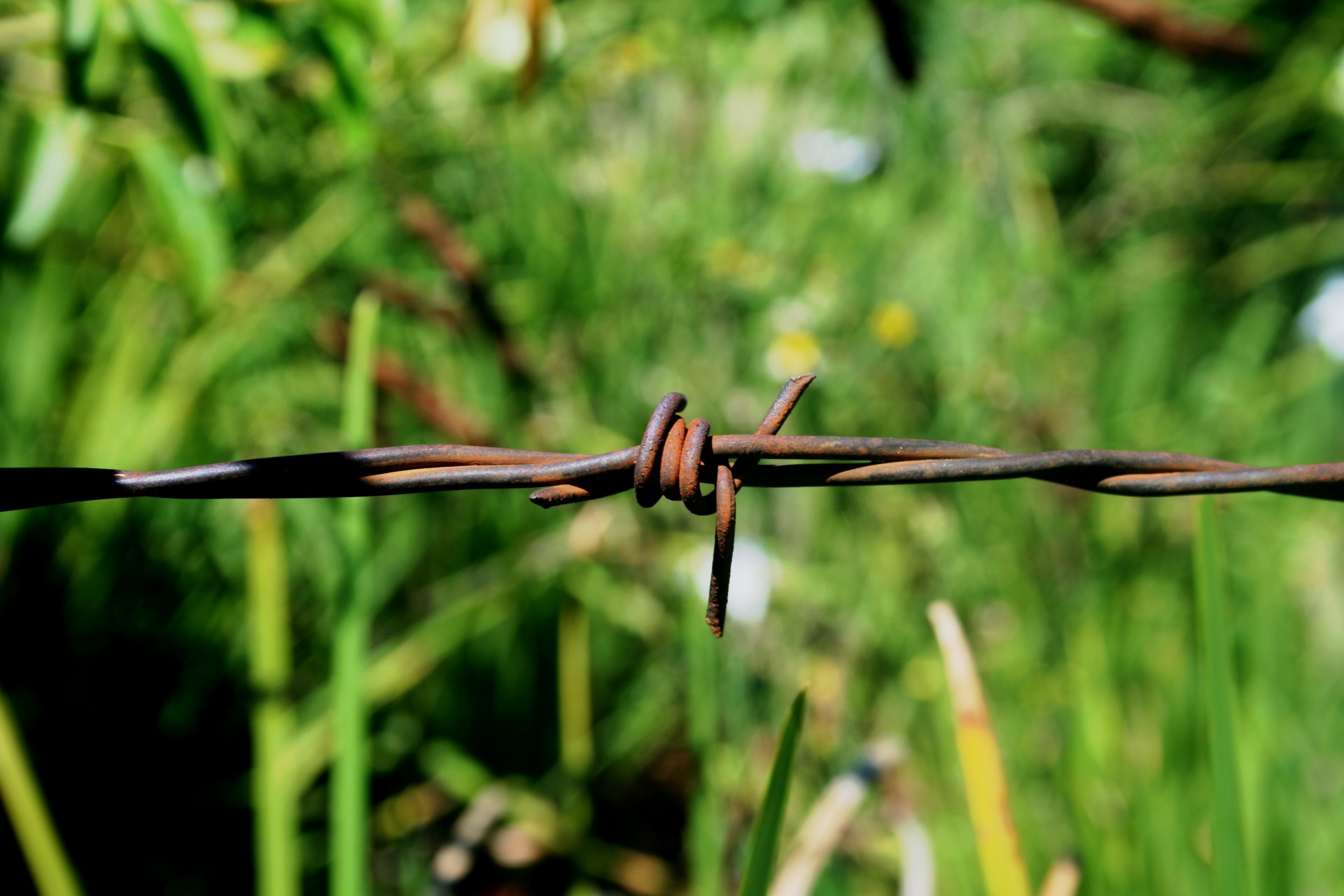 Barbed Wire Against Grass