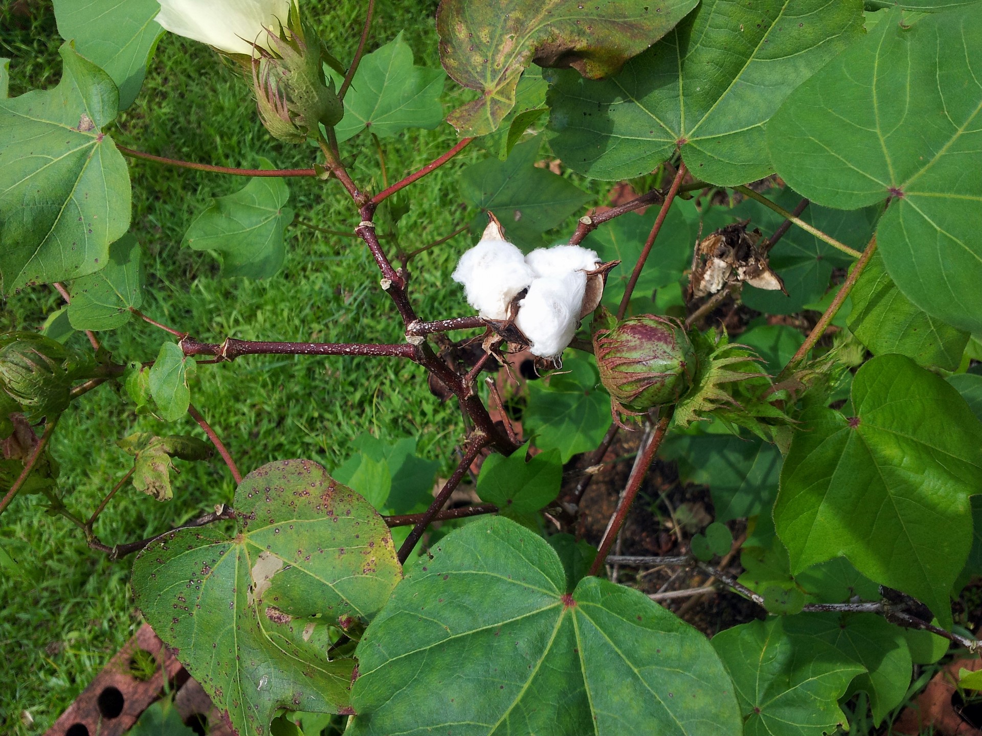 Cotton Plant With Buds Free Stock Photo - Public Domain Pictures