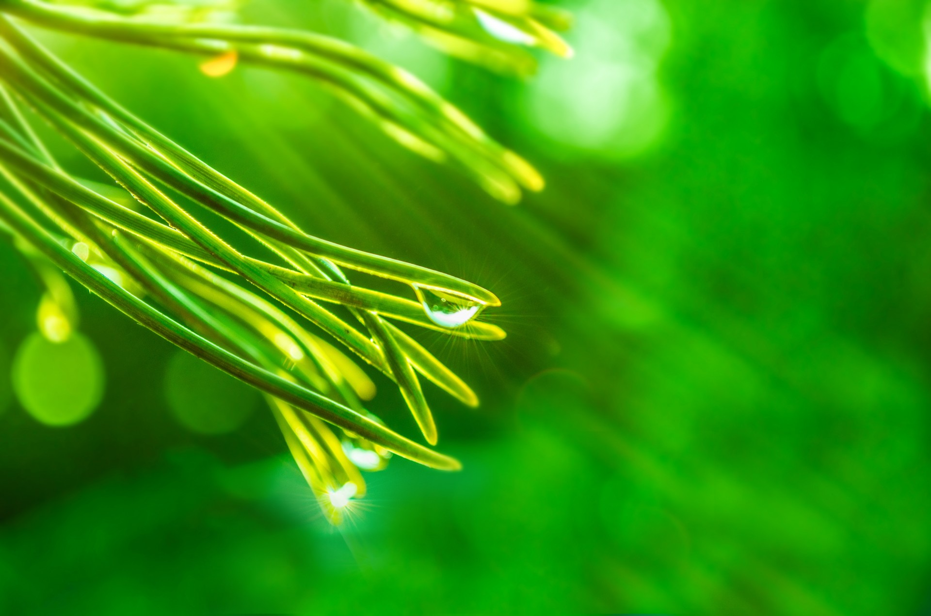 Green Branches With Water Drops Free Stock Photo - Public Domain Pictures