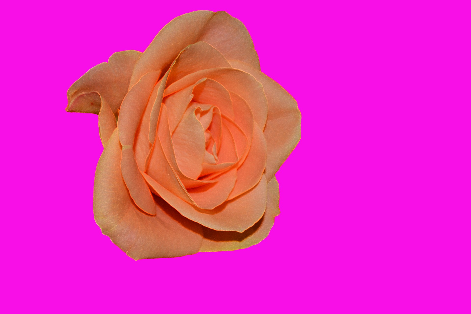 Pink Background Rose Flowers