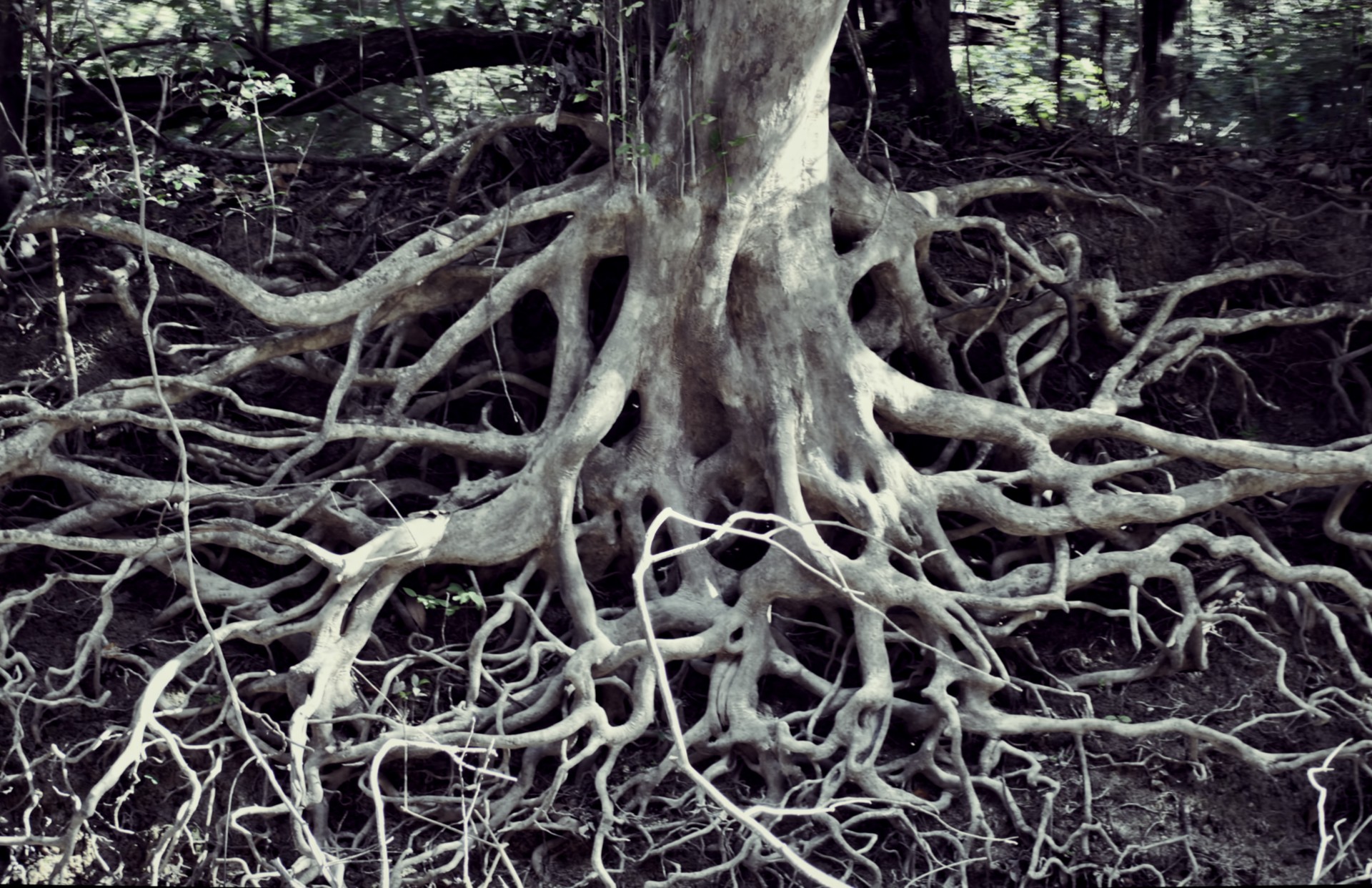 Roots Free Stock Photo - Public Domain Pictures