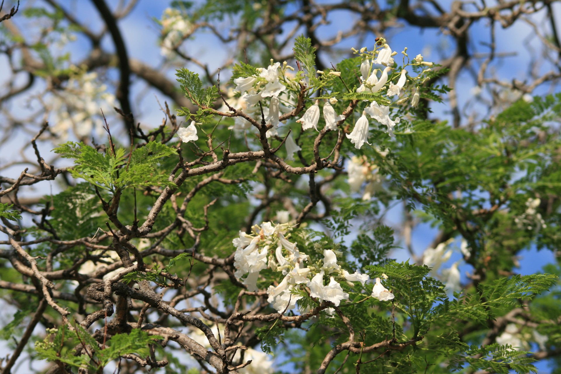 White Jakaranda Tree In Bloom
