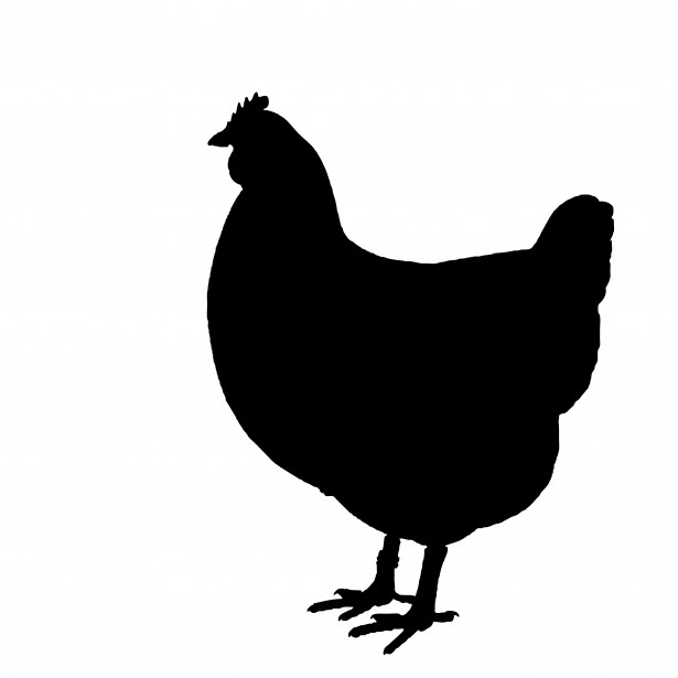clipart chicken black and white - photo #33