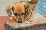 Puppy And Leather Shoe