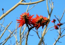Coral Tree Flowers