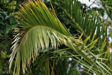 Frayed Palm Leaf