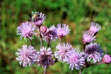 Pink Thistle In The Veld