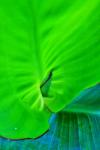 Translucent Canna Leaf