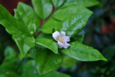 Wet Leaves And Flower Of Exotica