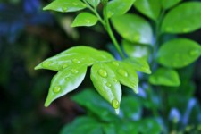 Wet Leaves Of Exotica