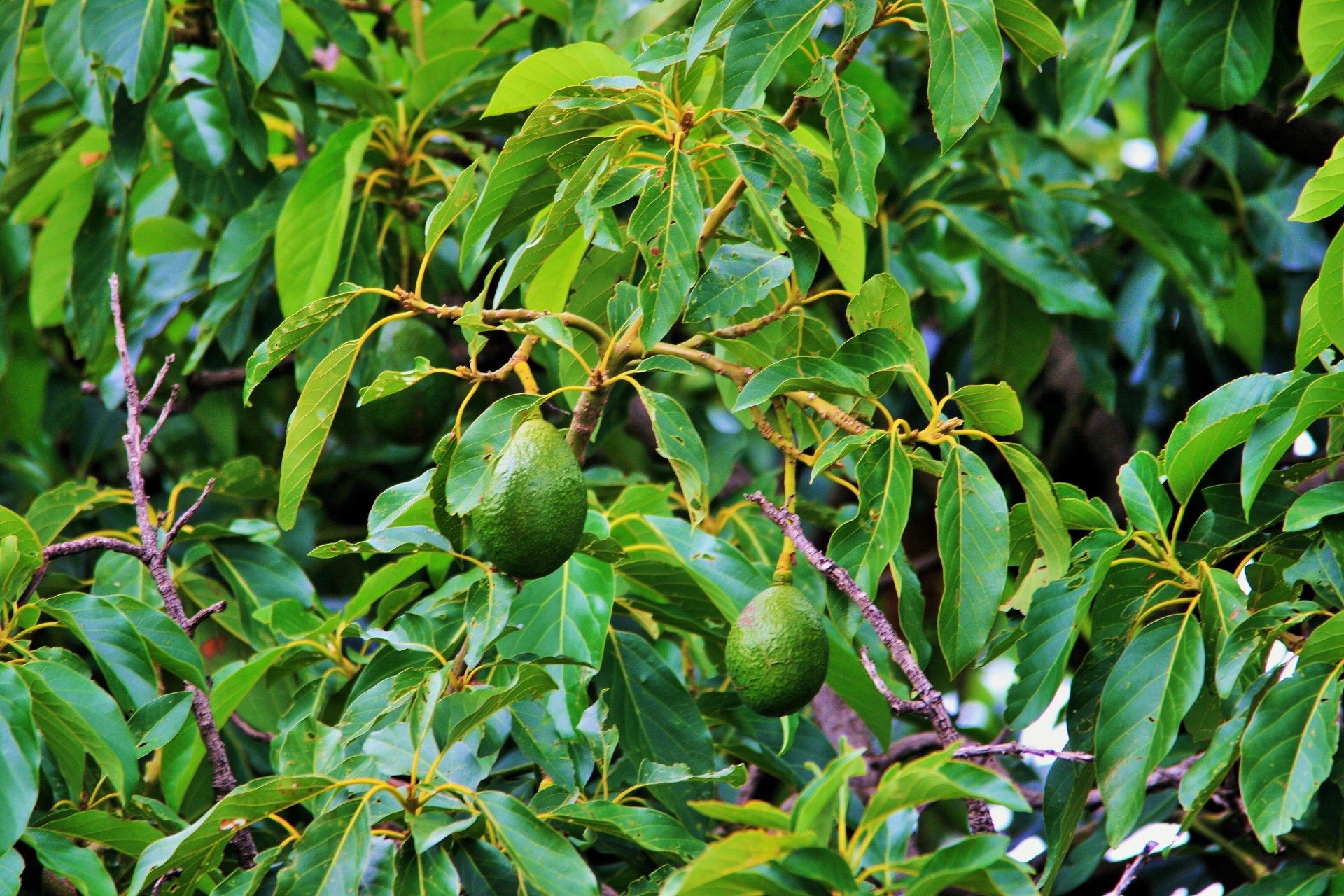 Avocado Fruit On Tree