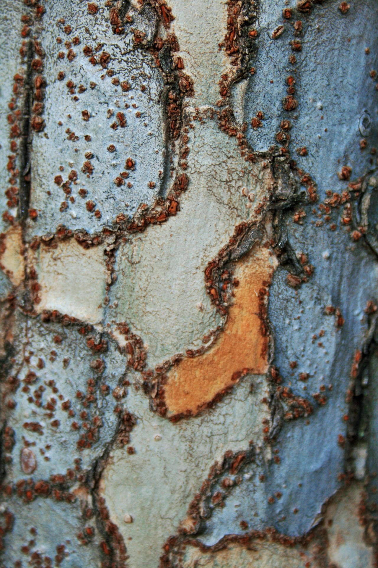 Bark With Patterns