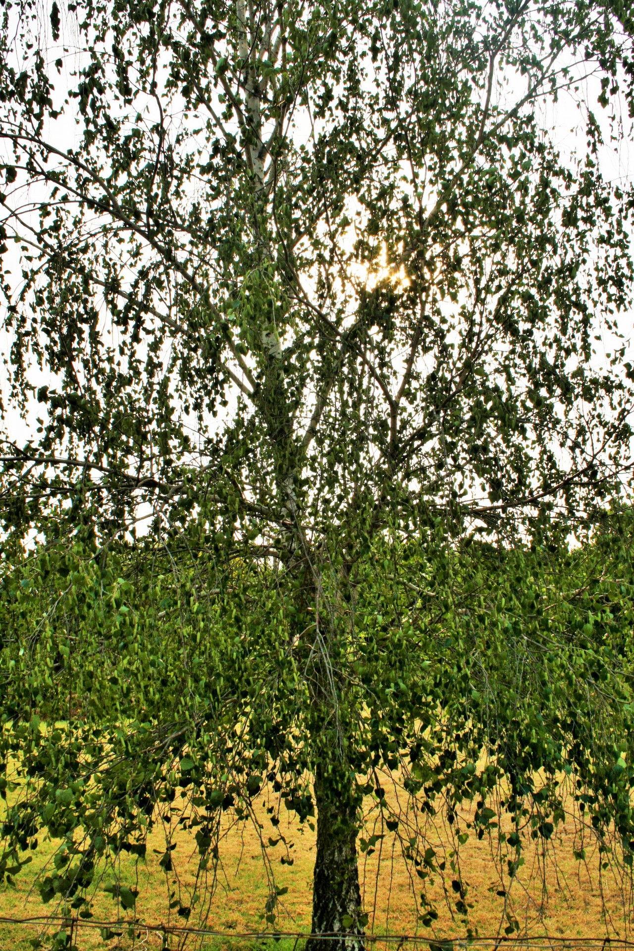Birch Tree With White Trunk