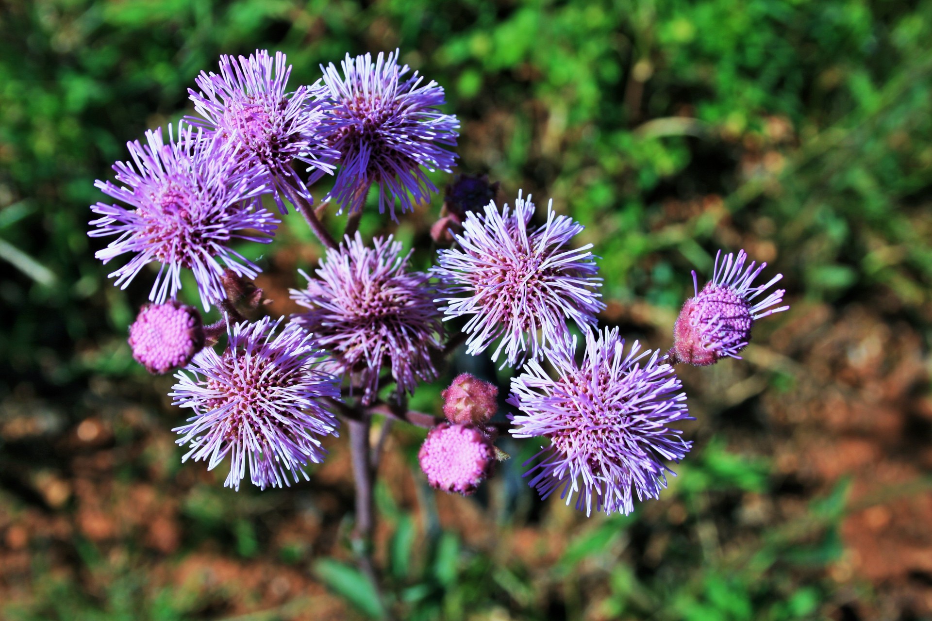 Pink Thistle In The Veld