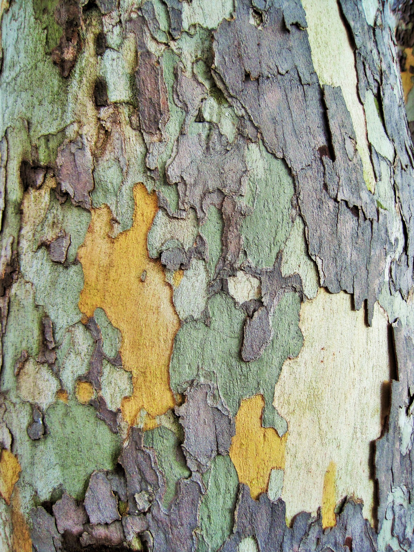 褶皱的树皮摄影图__树木树叶_生物世界_摄影图库_昵图网nipic.com