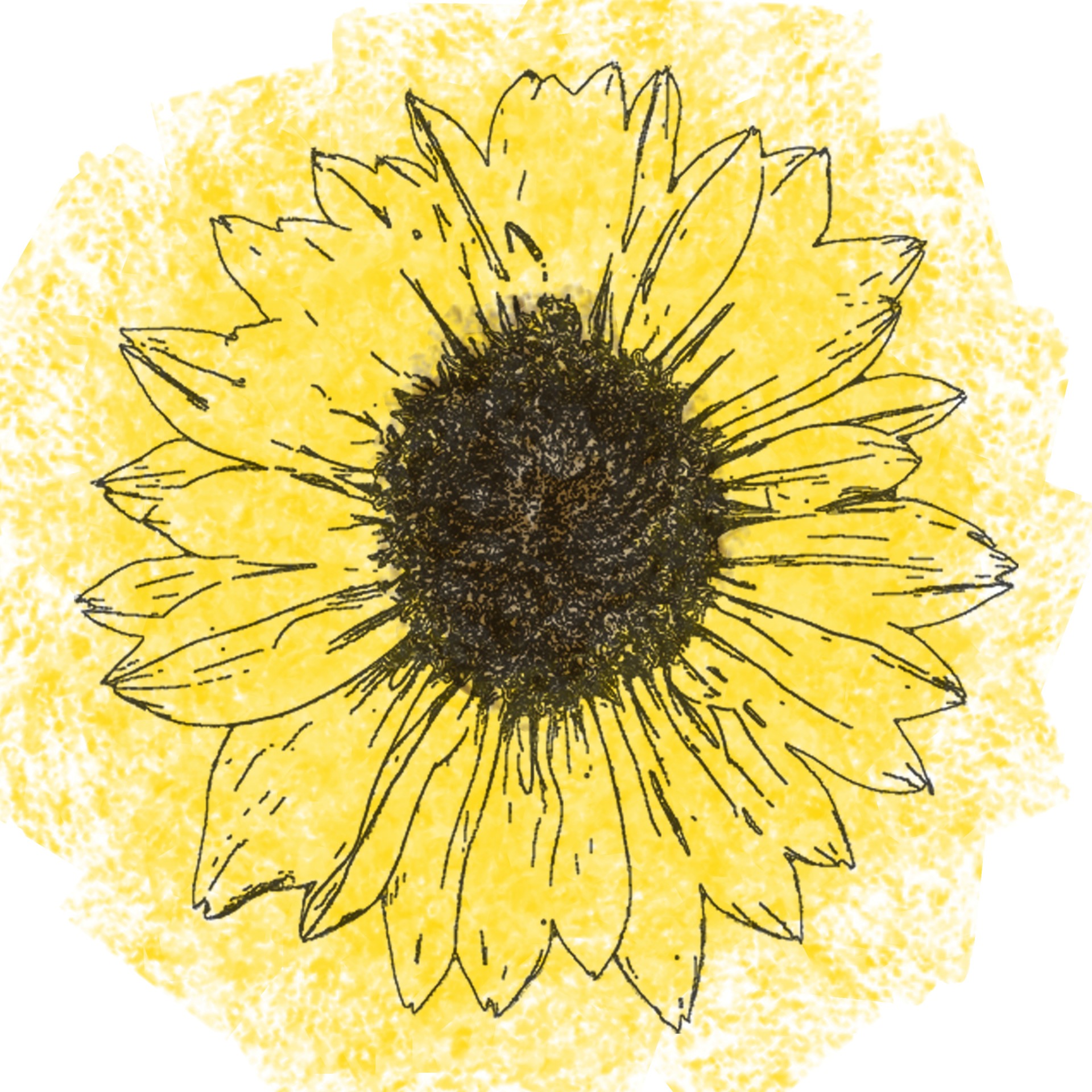 Sunflower Line Drawing Free Stock Photo - Public Domain Pictures
