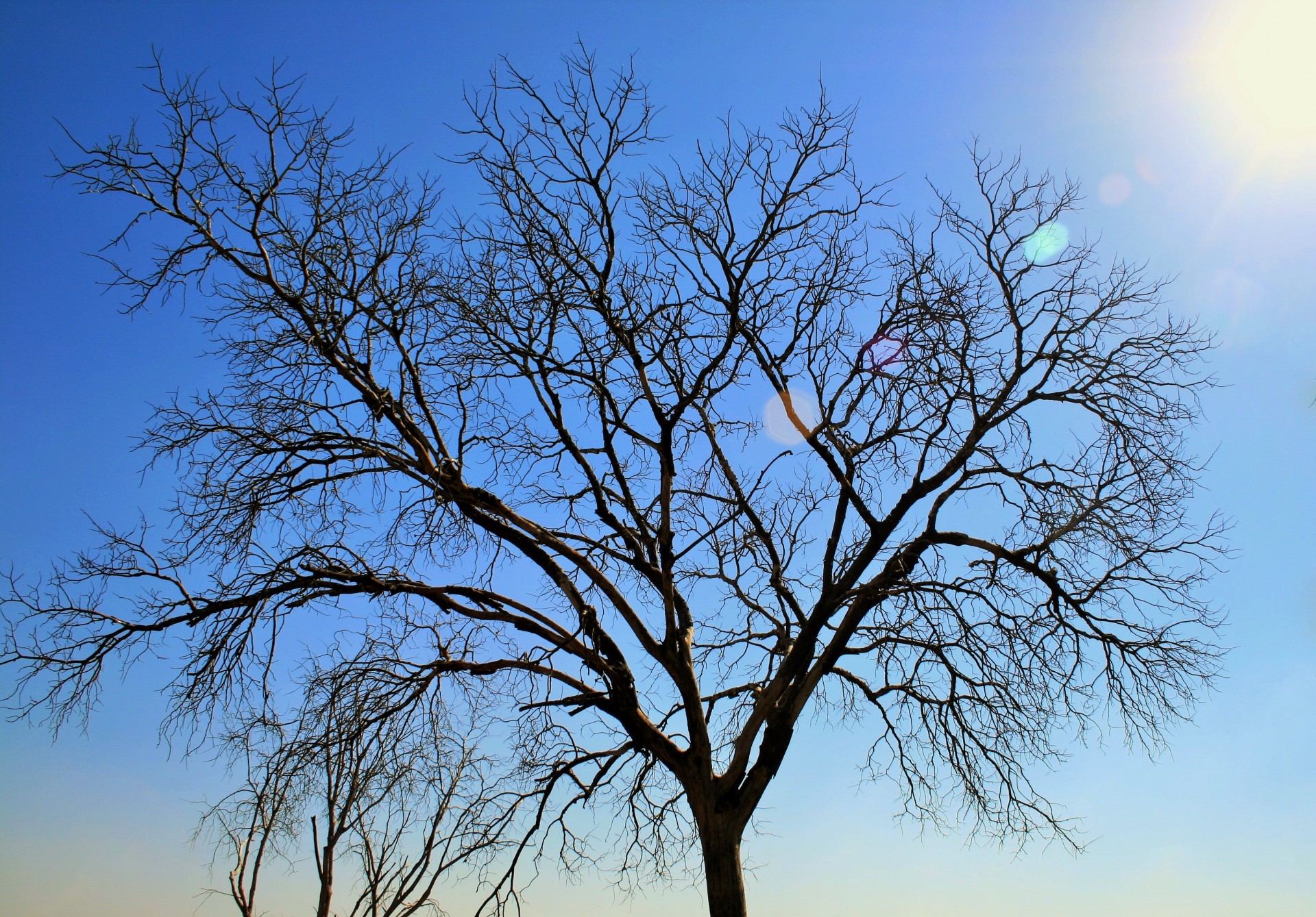 Bare Tree In The Sun Free Stock Photo - Public Domain Pictures