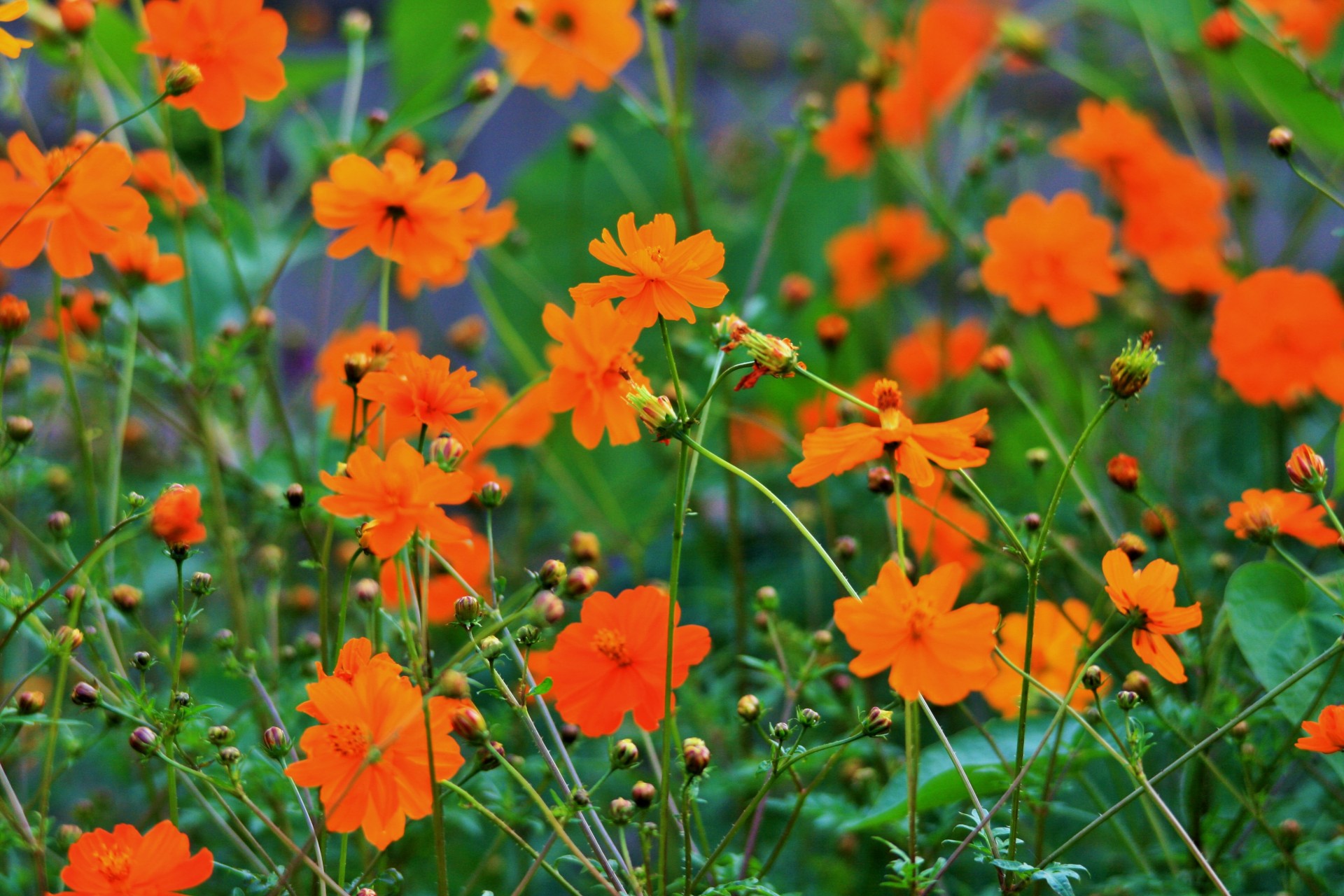 Display Of Yellow Cosmos
