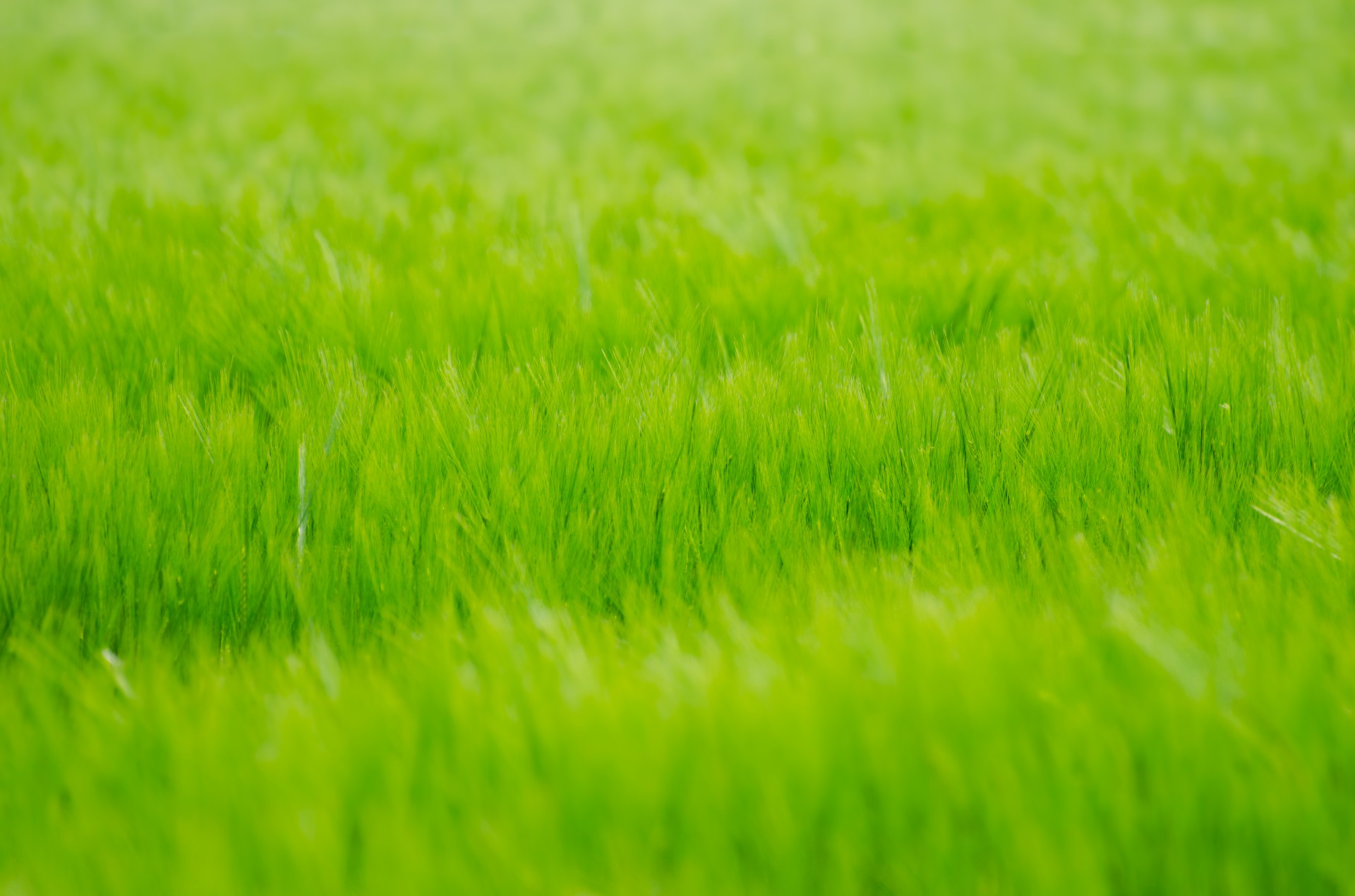 Green Meadow Free Stock Photo - Public Domain Pictures