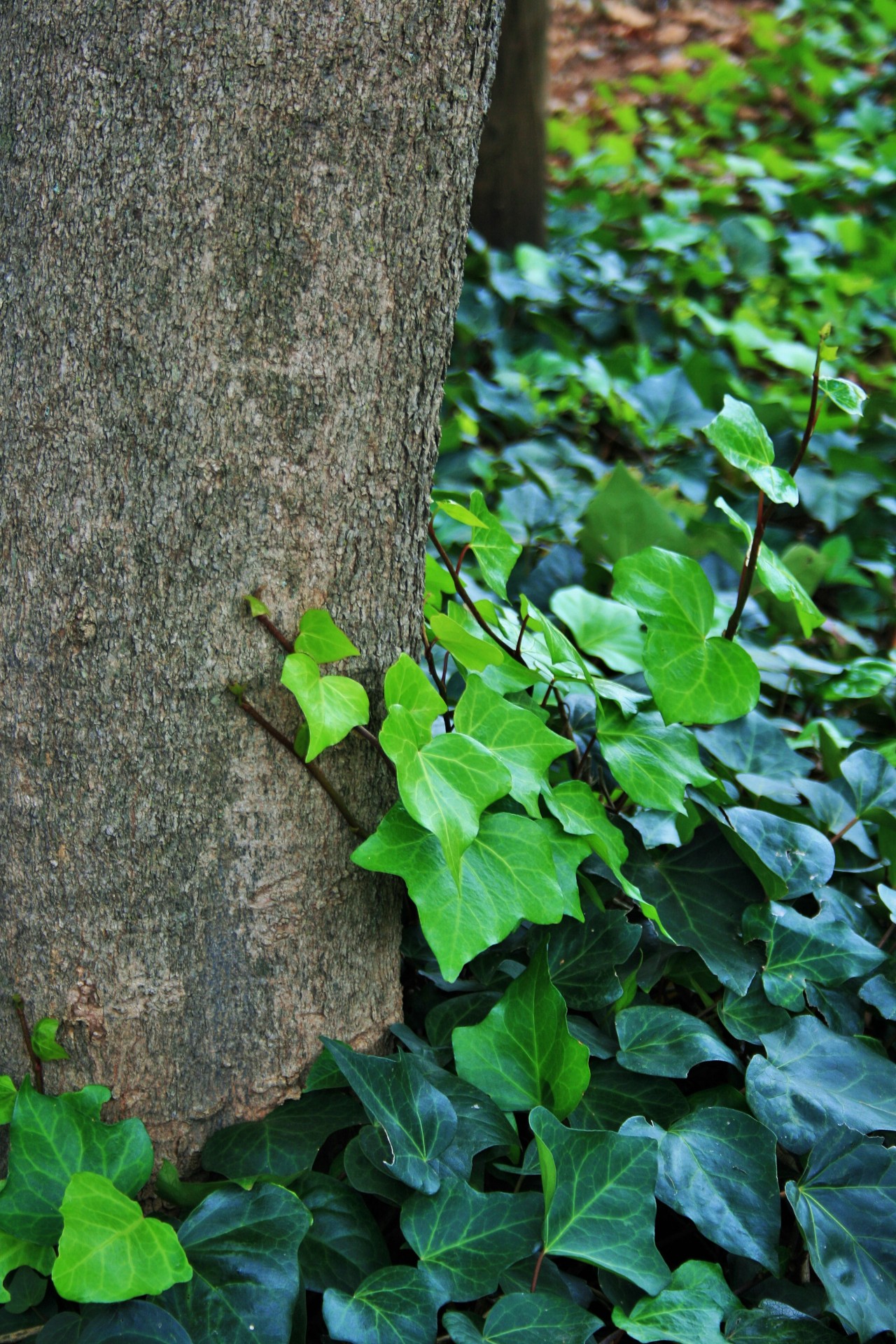 Ivy Around Tree
