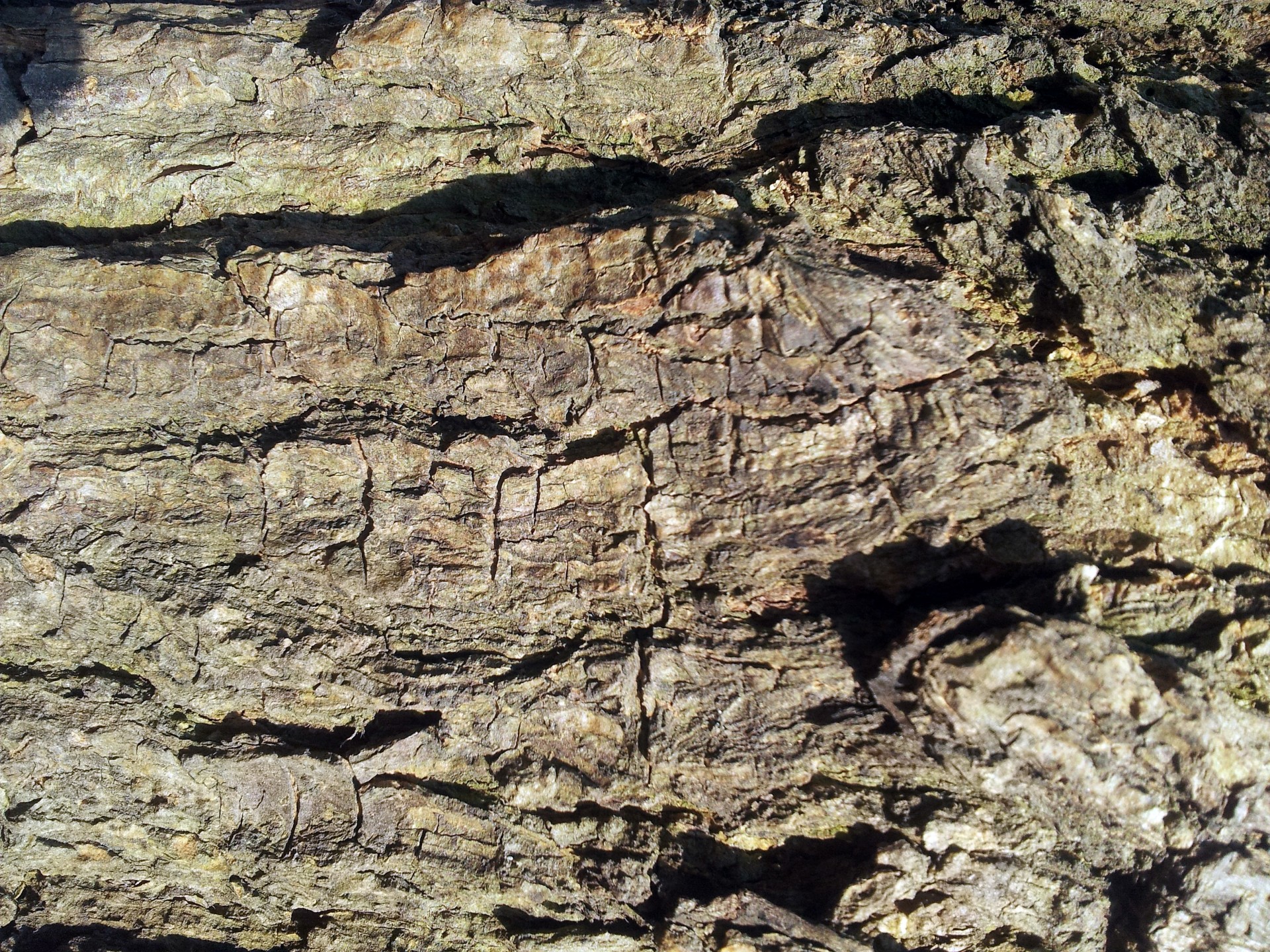 Old Tree Bark