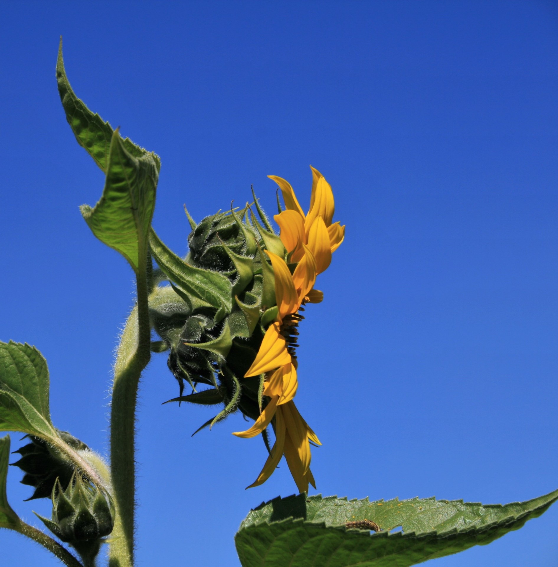 Side View Of Sunflower