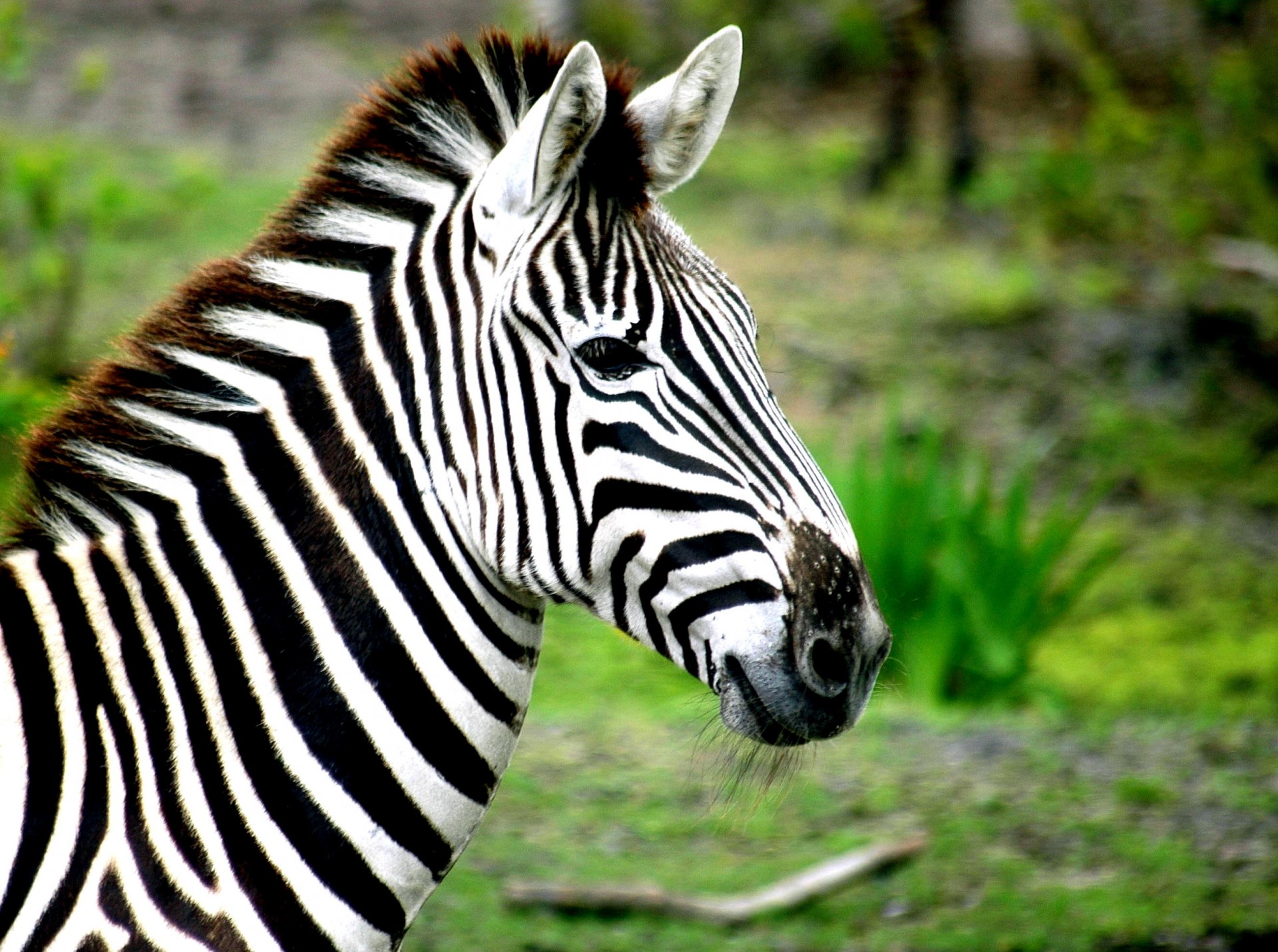 zebra-free-stock-photo-public-domain-pictures