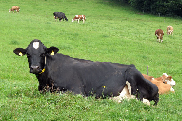 Black Cow Free Stock Photo - Public Domain Pictures