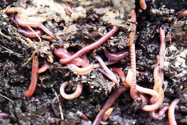 Resultado de imagem para earthworms