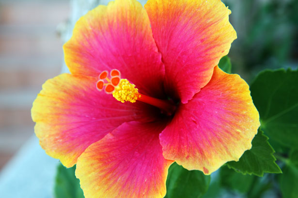 Image of Hibiscus flower, free to use